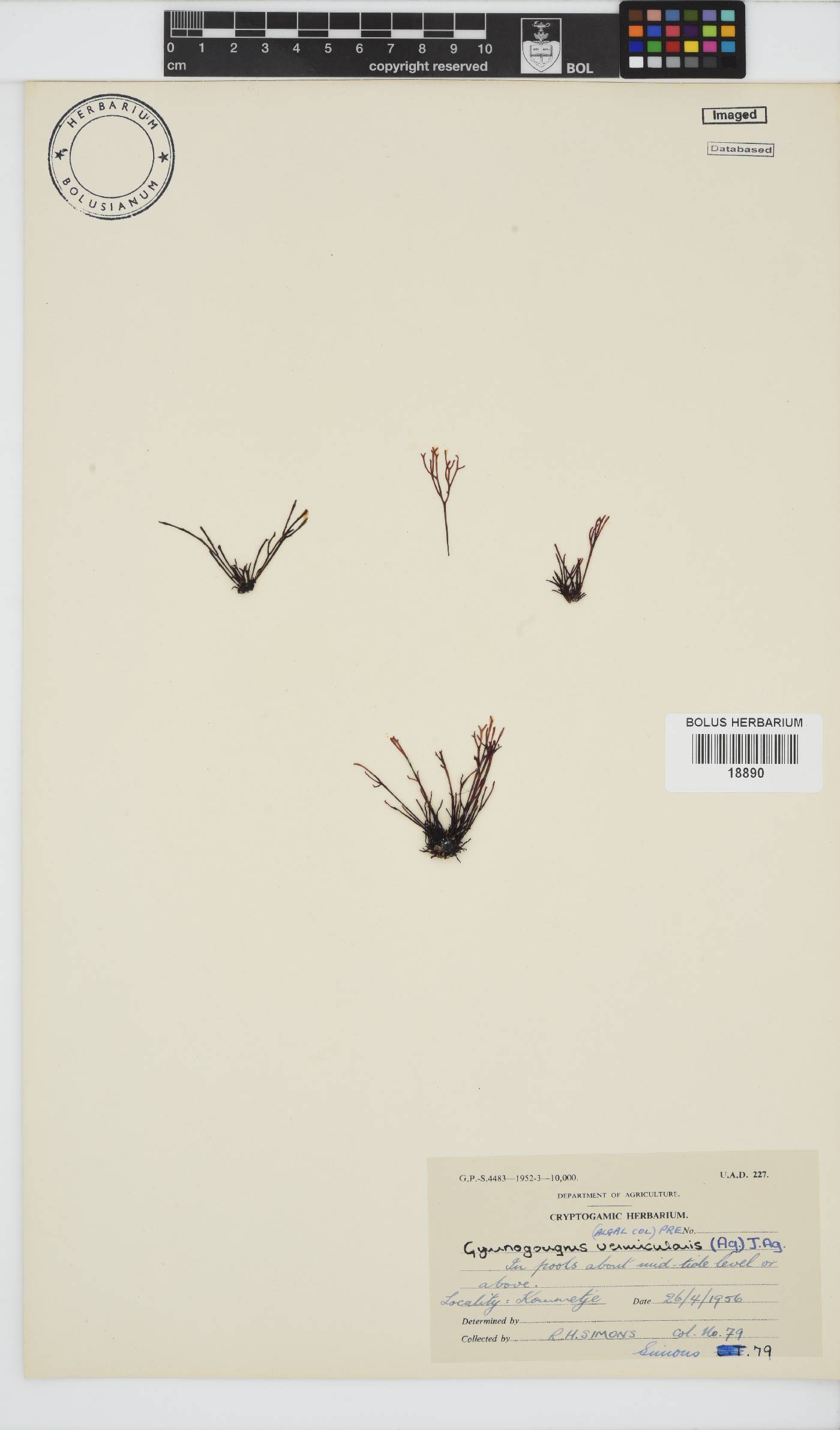 Ahnfeltiopsis vermicularis image