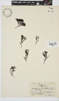 Ahnfeltiopsis vermicularis image