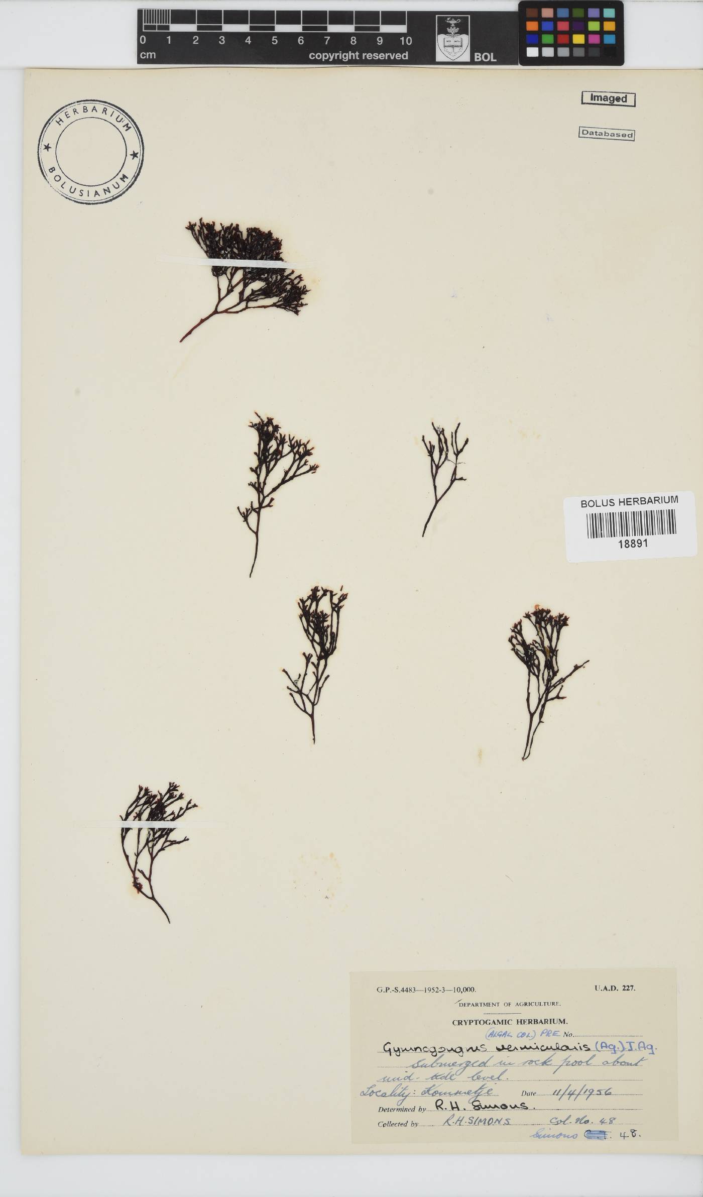 Ahnfeltiopsis vermicularis image