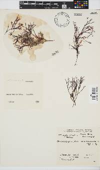 Ahnfeltiopsis vermicularis image