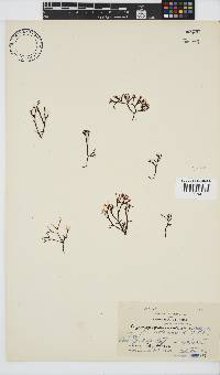 Ahnfeltiopsis vermicularis image