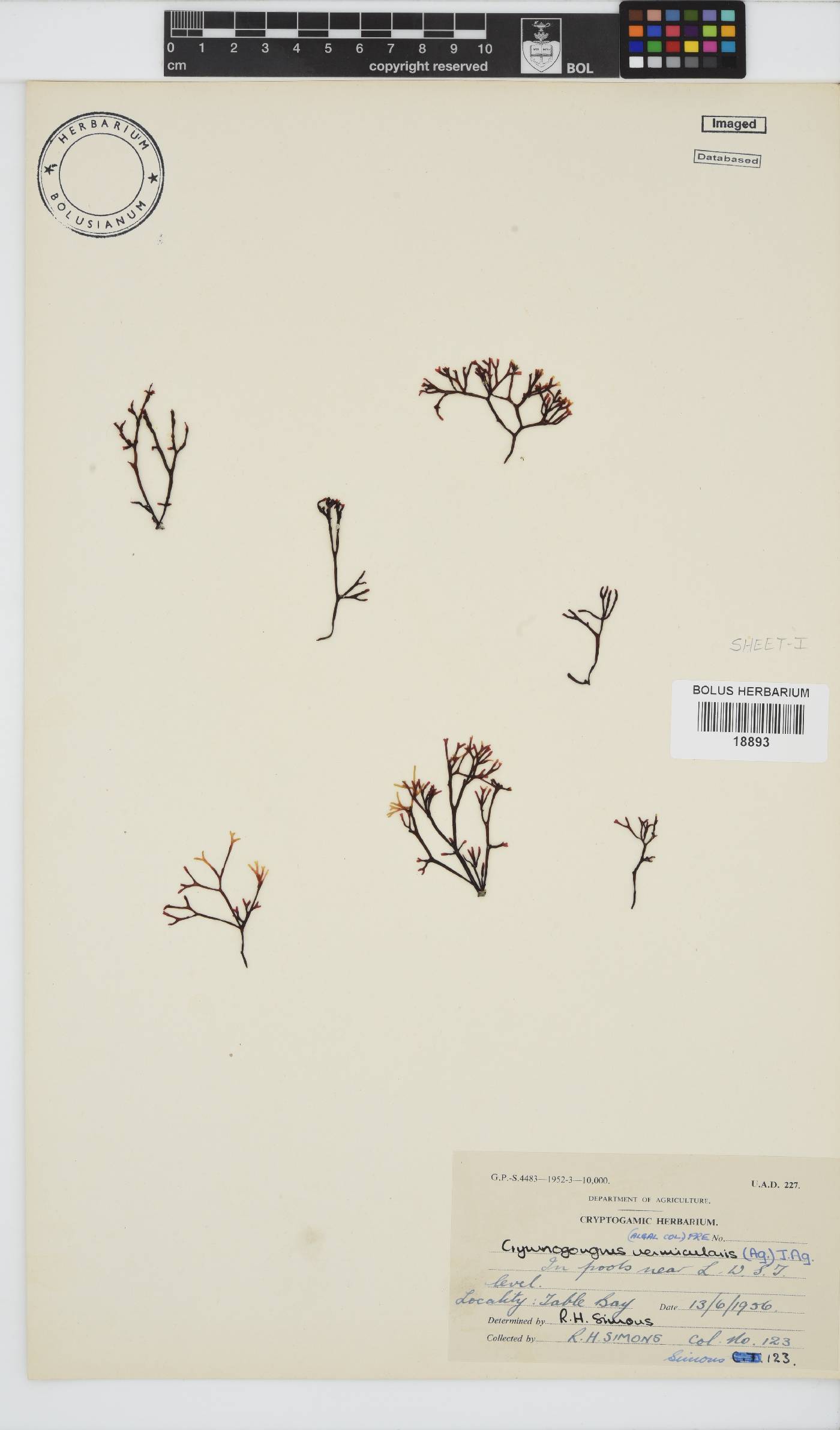 Ahnfeltiopsis vermicularis image