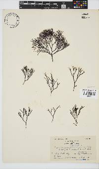 Ahnfeltiopsis vermicularis image
