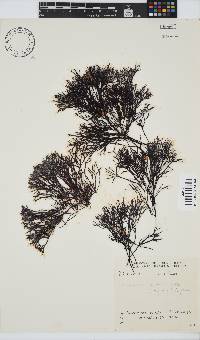 Ahnfeltiopsis vermicularis image