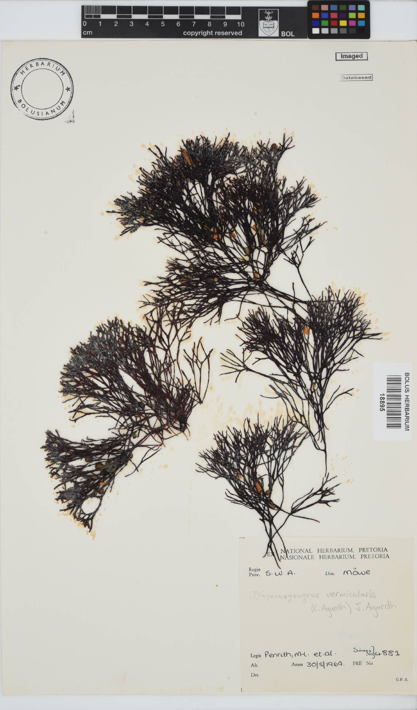 Ahnfeltiopsis vermicularis image