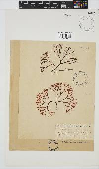 Ahnfeltiopsis vermicularis image