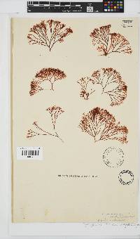 Ahnfeltiopsis vermicularis image