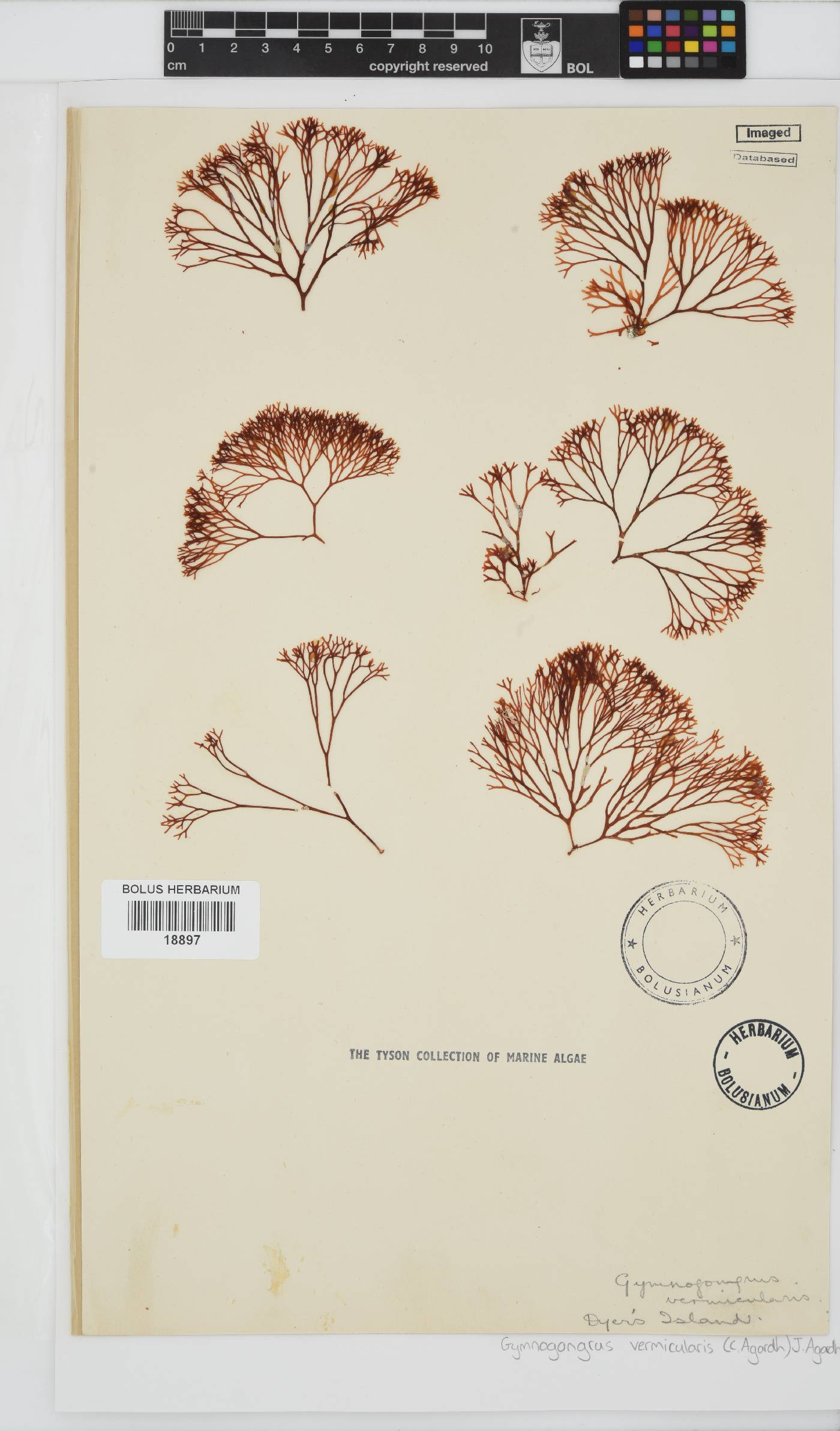 Ahnfeltiopsis vermicularis image