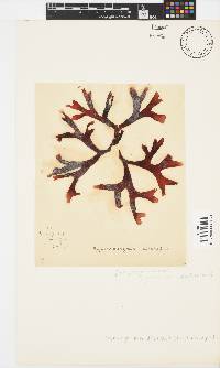 Gymnogongrus dilatatus image