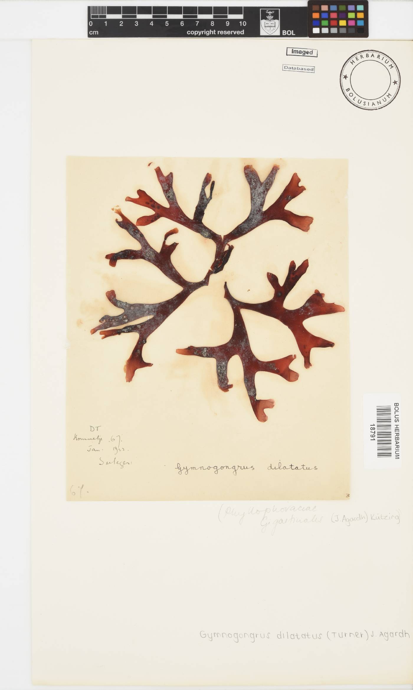 Gymnogongrus dilatatus image