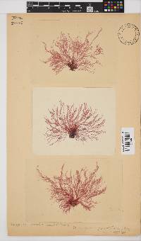 Platysiphonia intermedia image