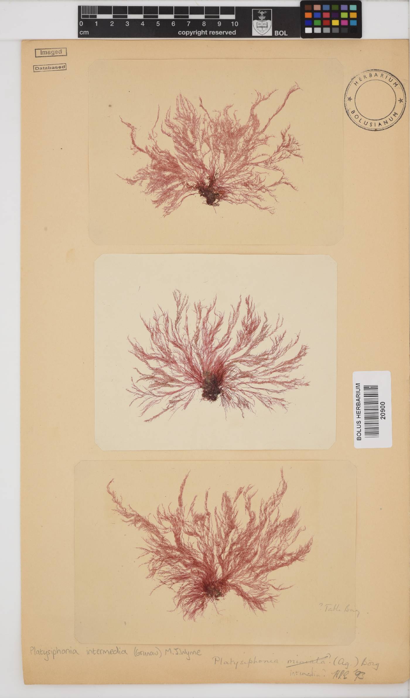 Platysiphonia intermedia image