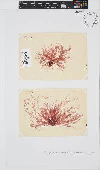 Platysiphonia intermedia image