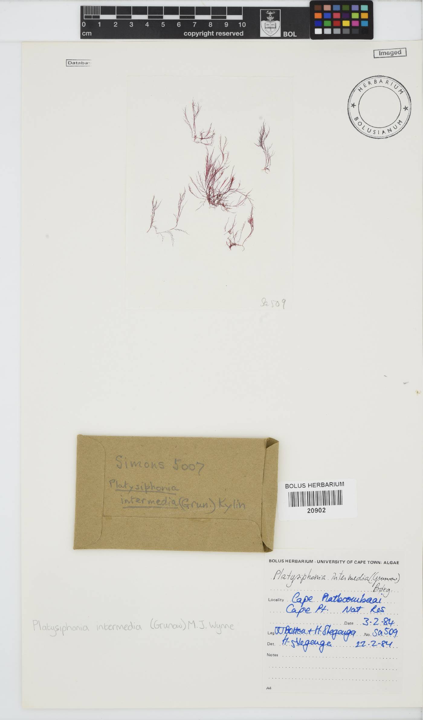 Platysiphonia intermedia image