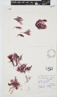 Platysiphonia intermedia image