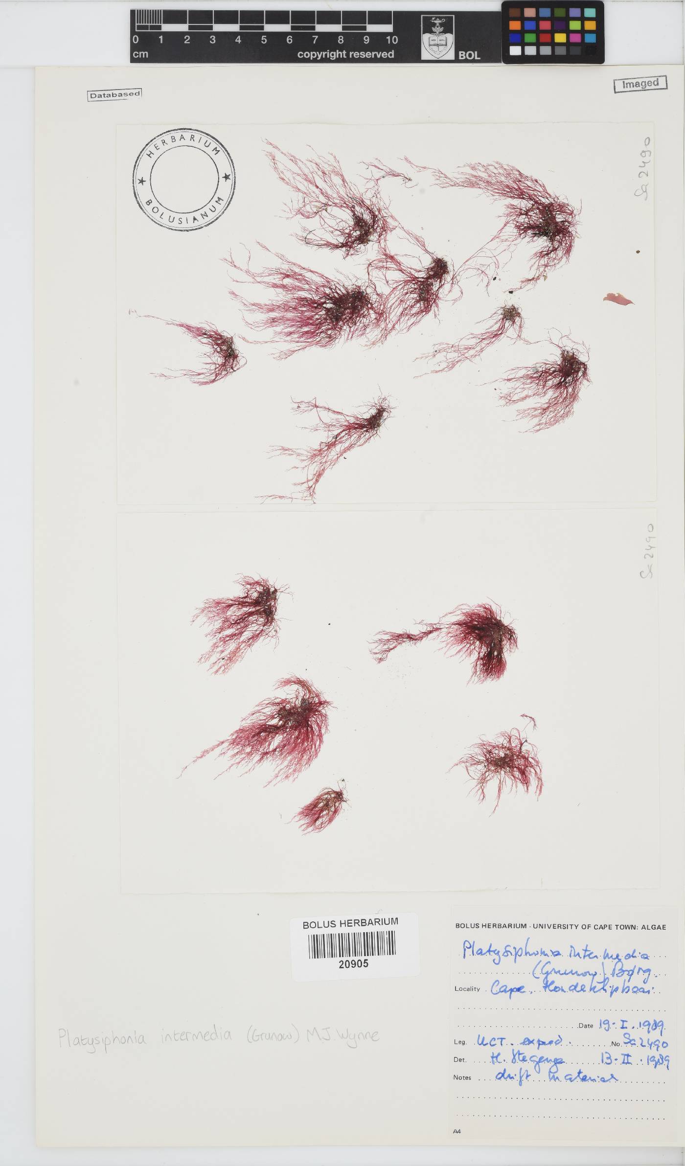 Platysiphonia intermedia image