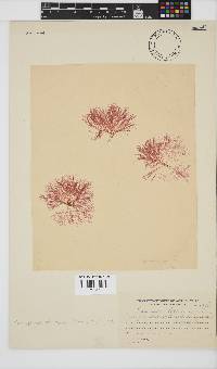 Platysiphonia intermedia image
