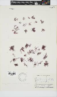 Platysiphonia delicata image