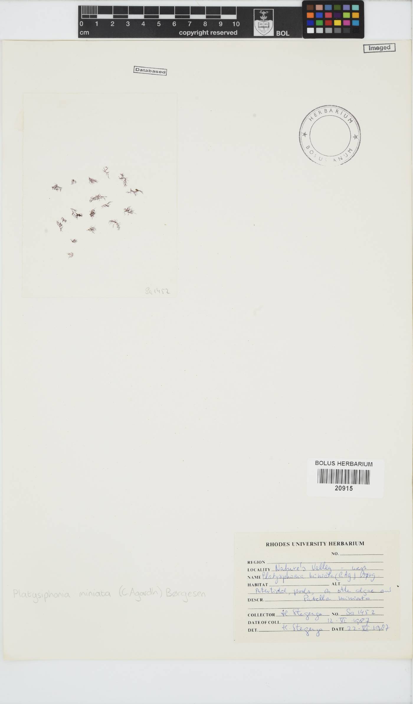 Platysiphonia delicata image