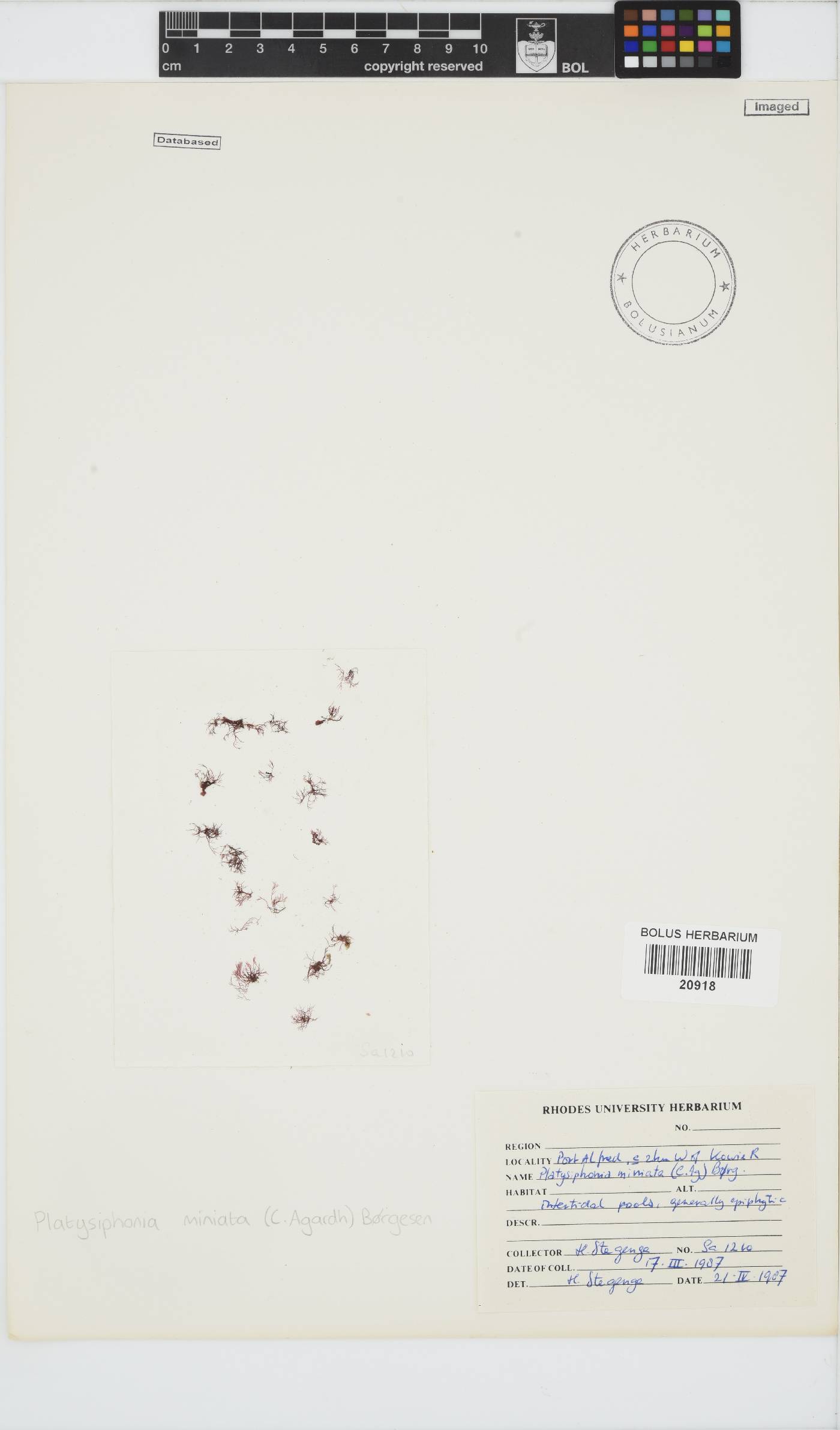 Platysiphonia delicata image
