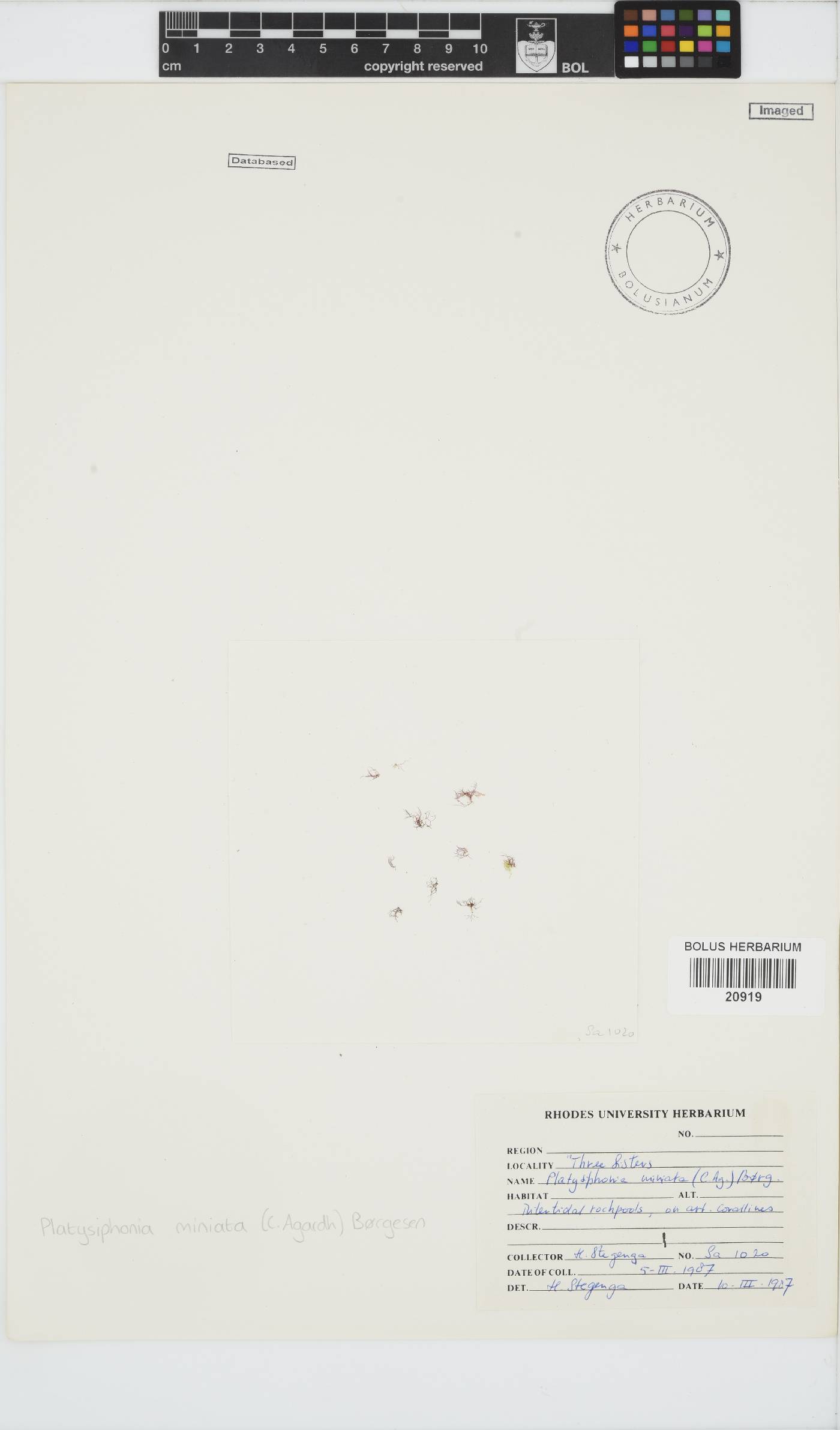 Platysiphonia delicata image