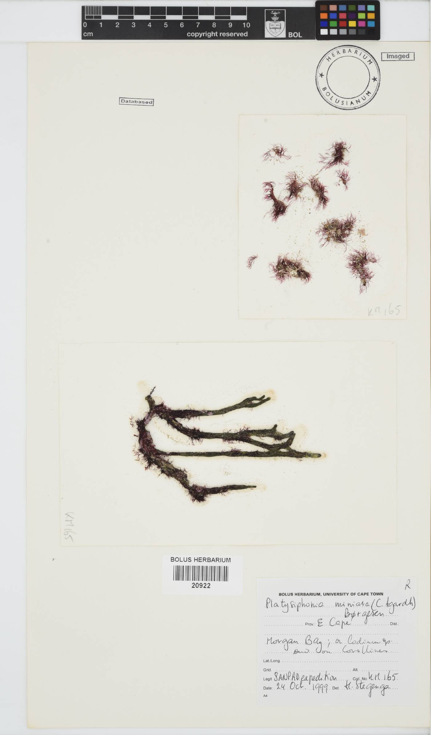 Platysiphonia delicata image