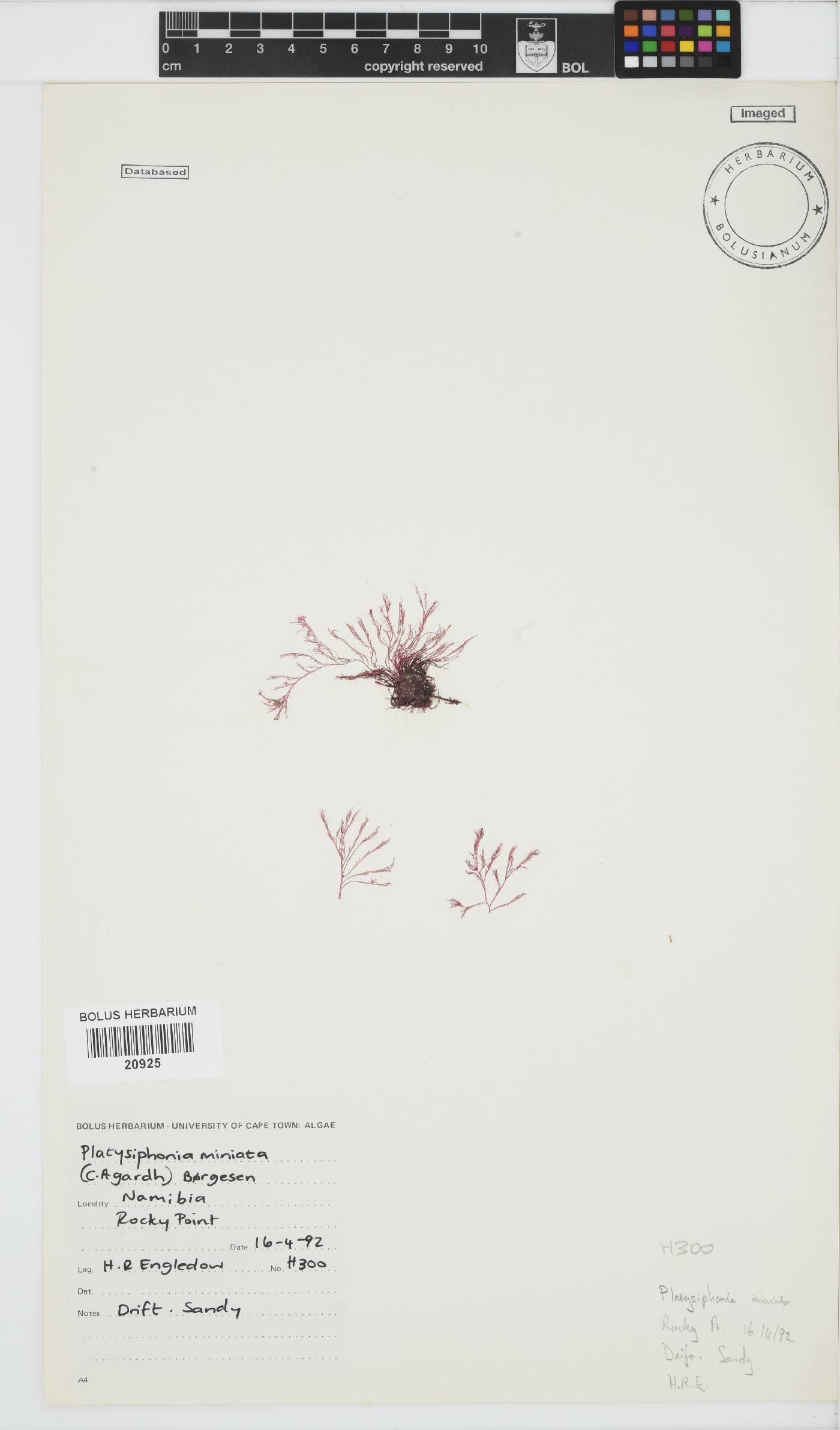Platysiphonia delicata image