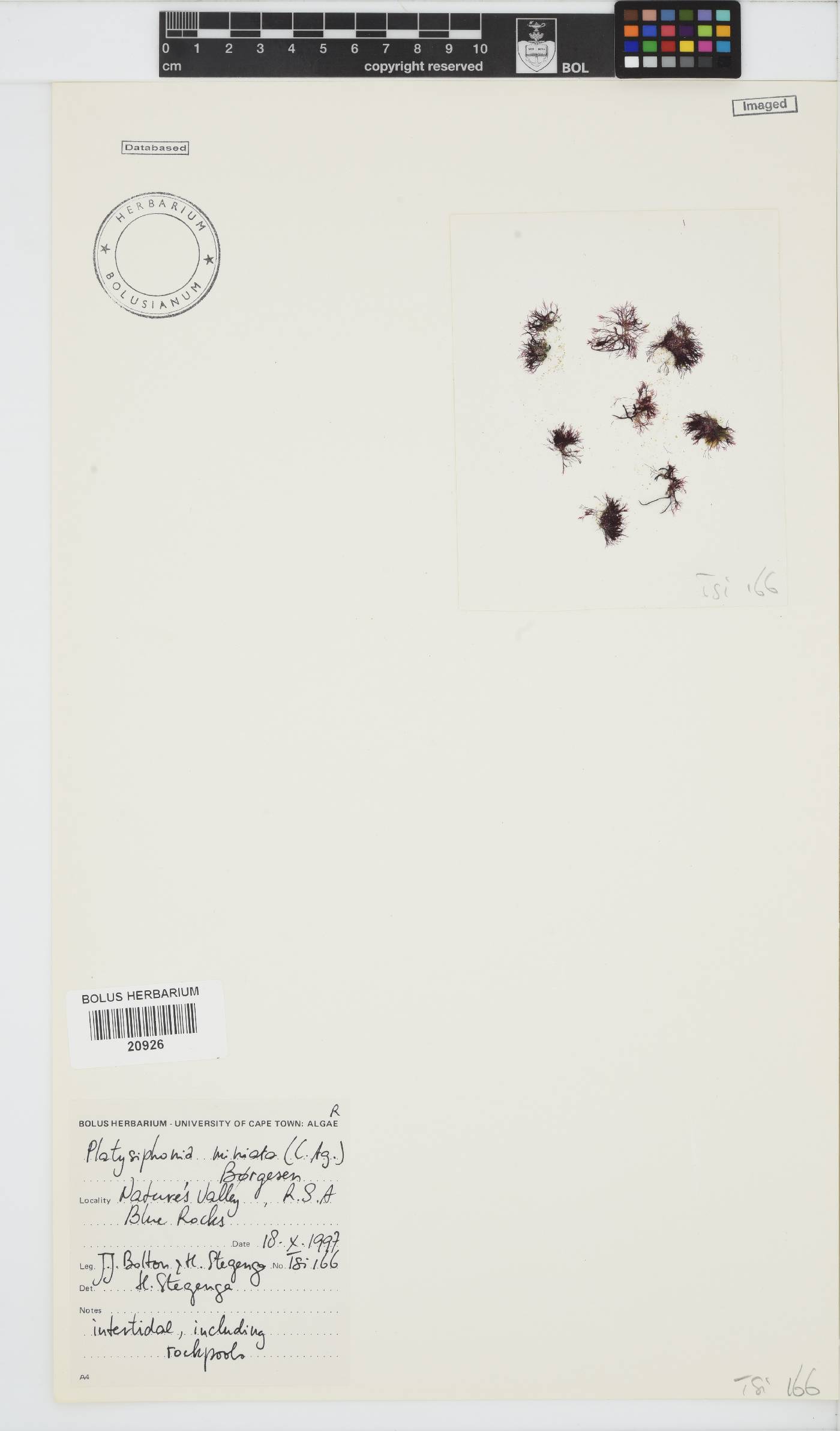 Platysiphonia delicata image