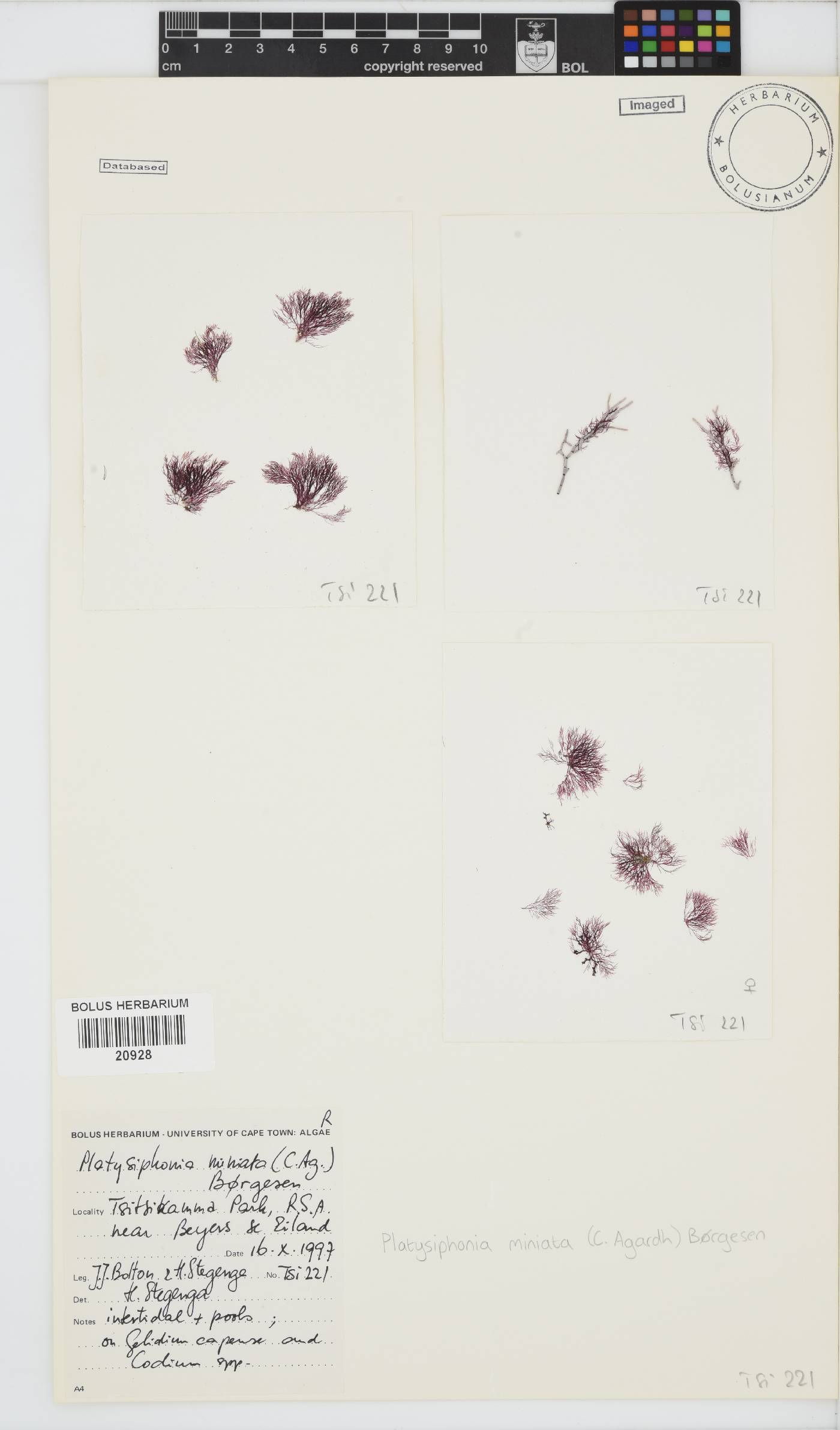 Platysiphonia delicata image