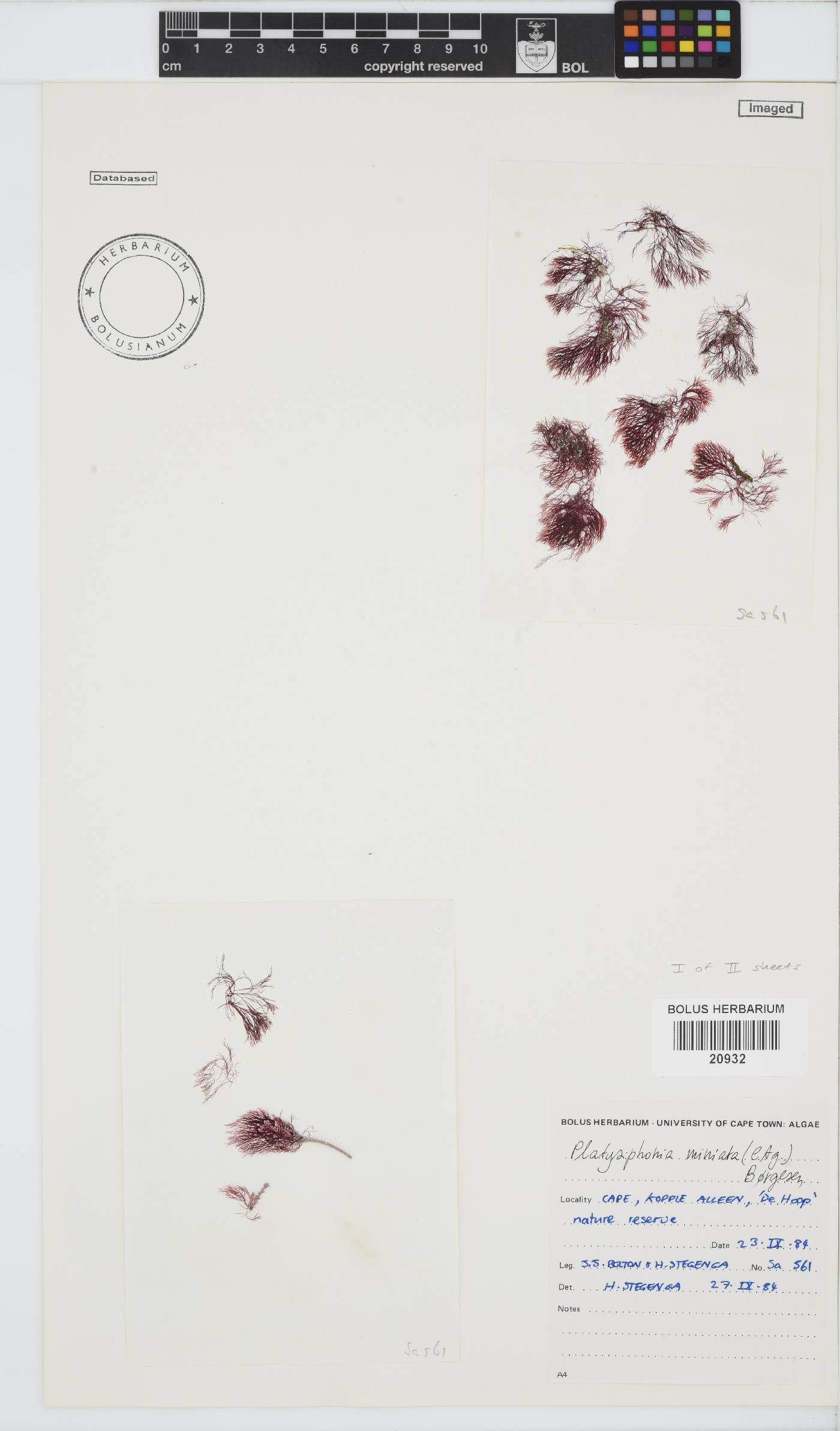 Platysiphonia delicata image