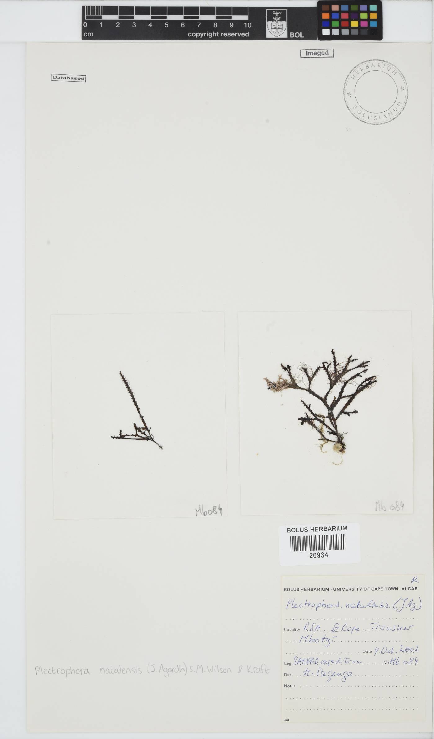 Kentrophora natalensis image