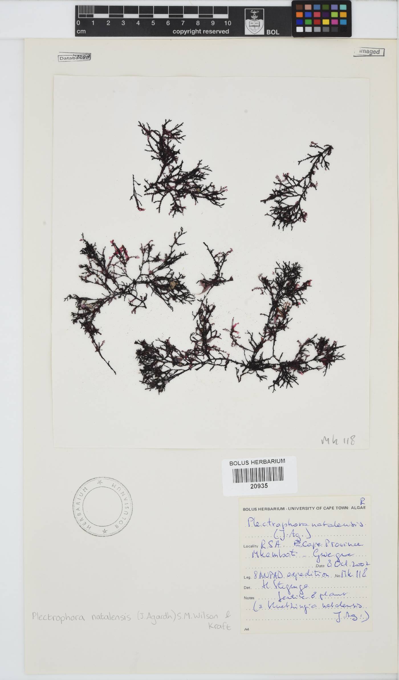 Kentrophora natalensis image