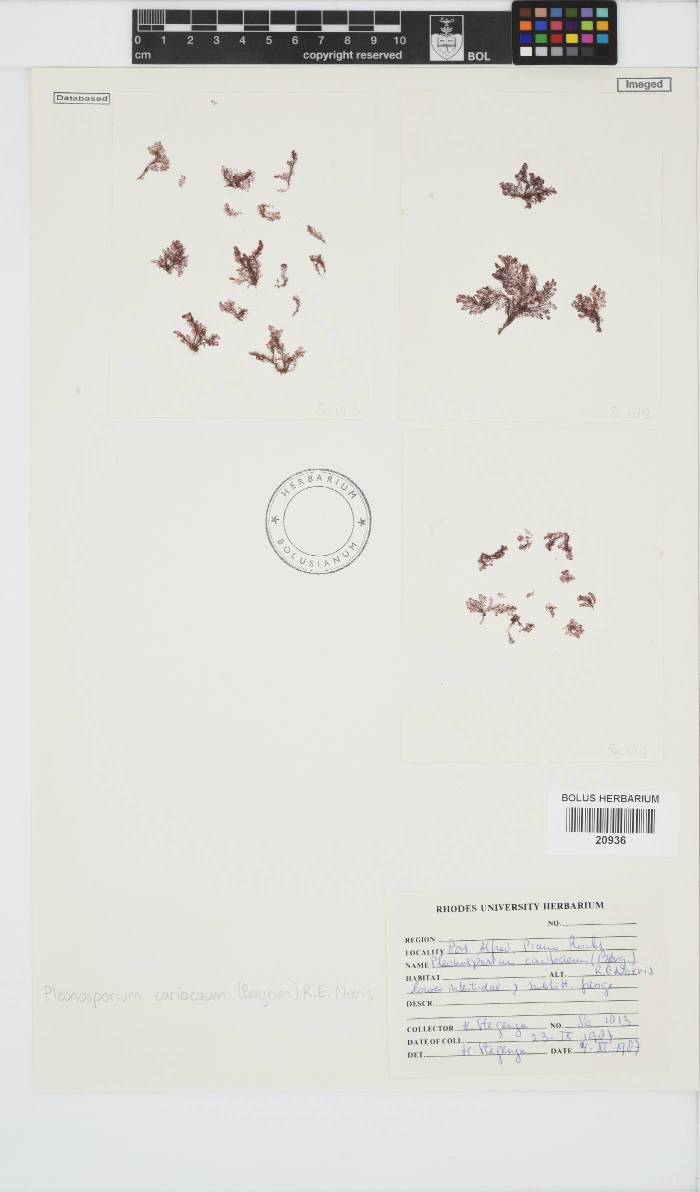 Spongoclonium caribaeum image
