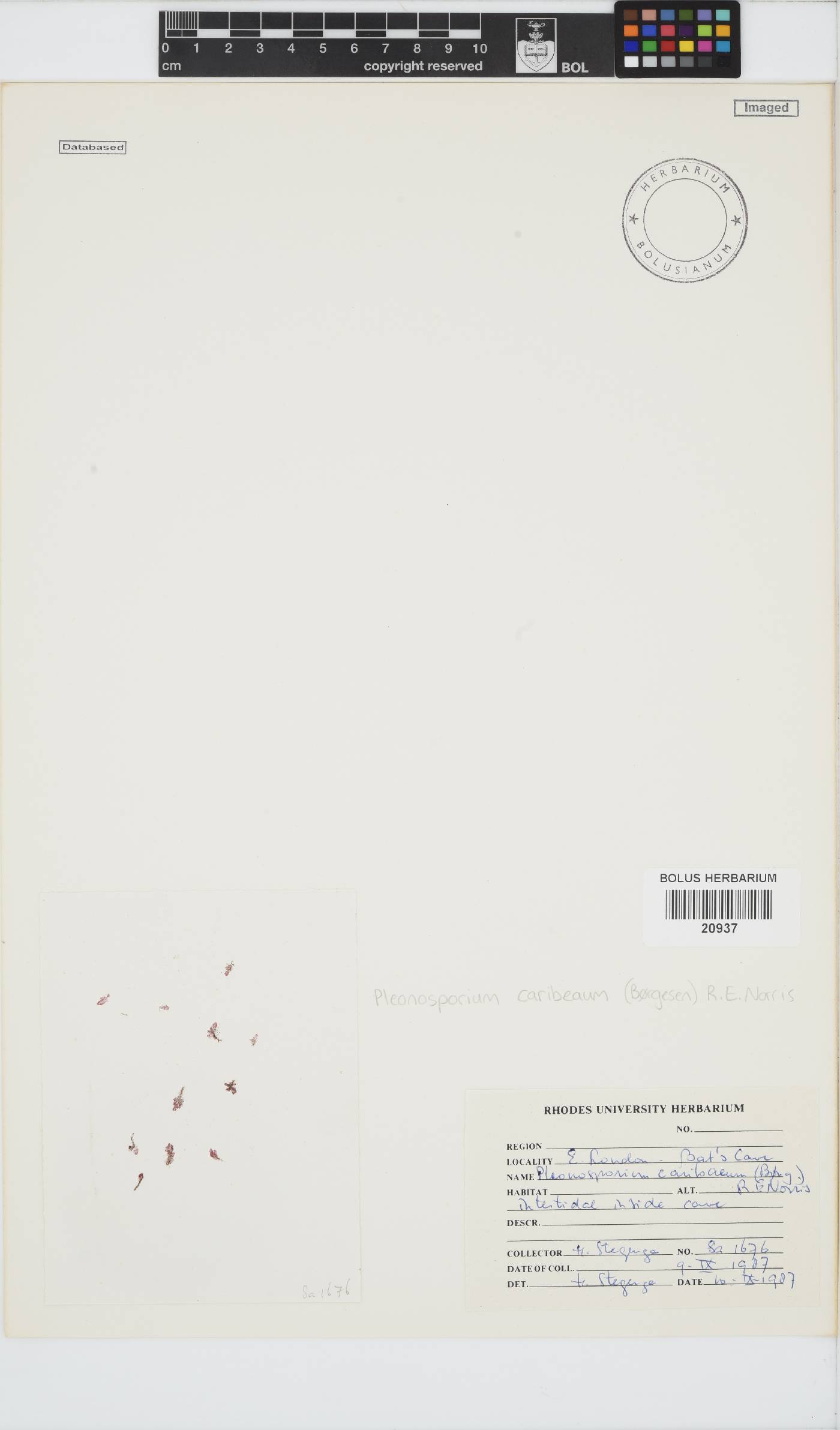 Spongoclonium caribaeum image