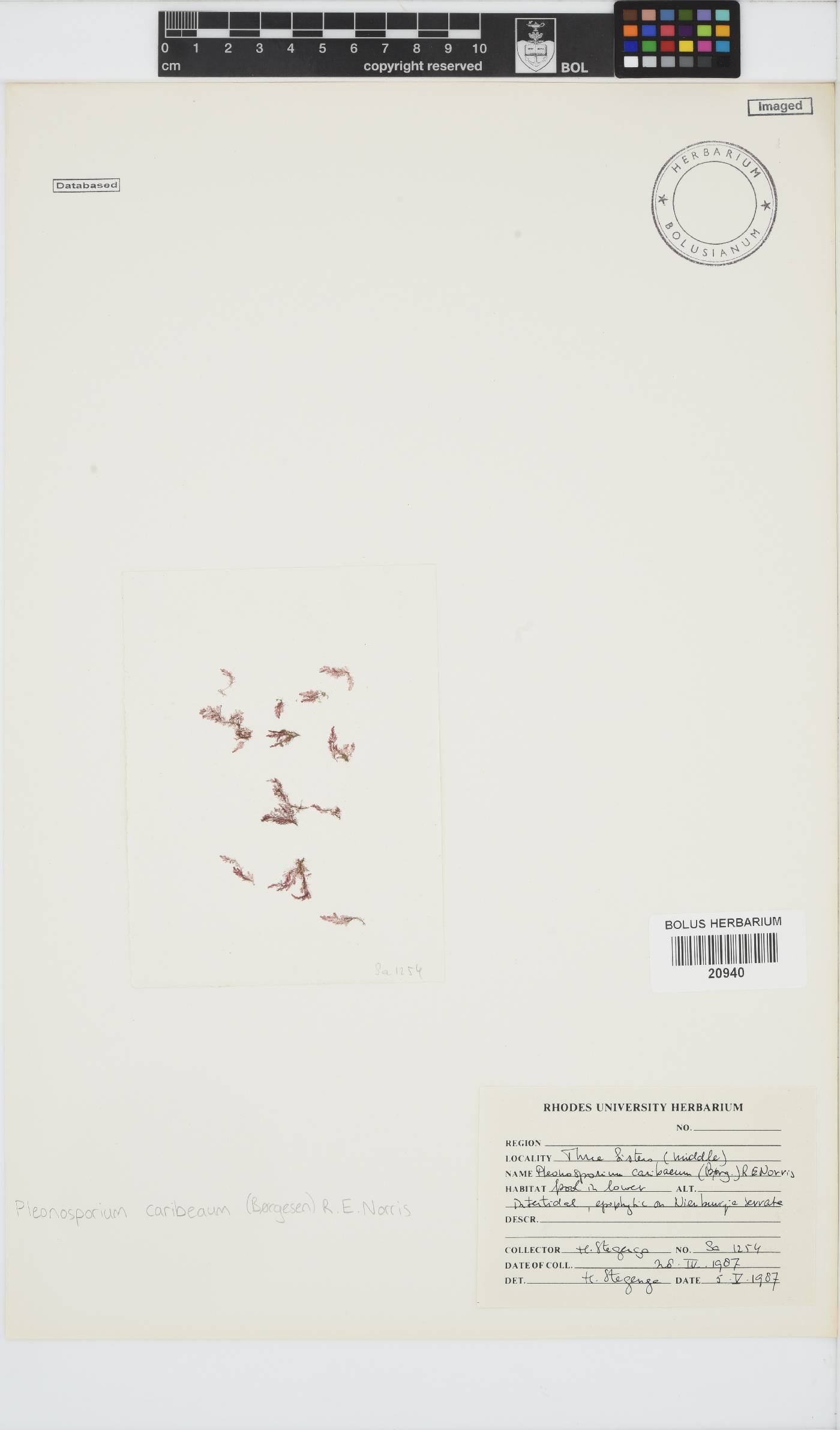 Spongoclonium caribaeum image