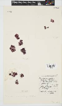 Spongoclonium caribaeum image
