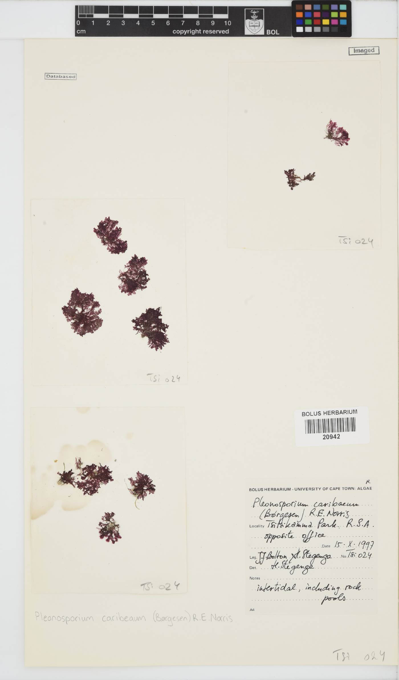 Spongoclonium caribaeum image