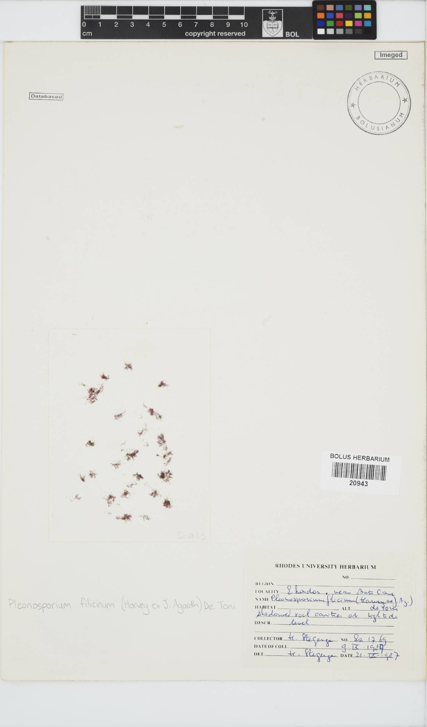 Pleonosporium image