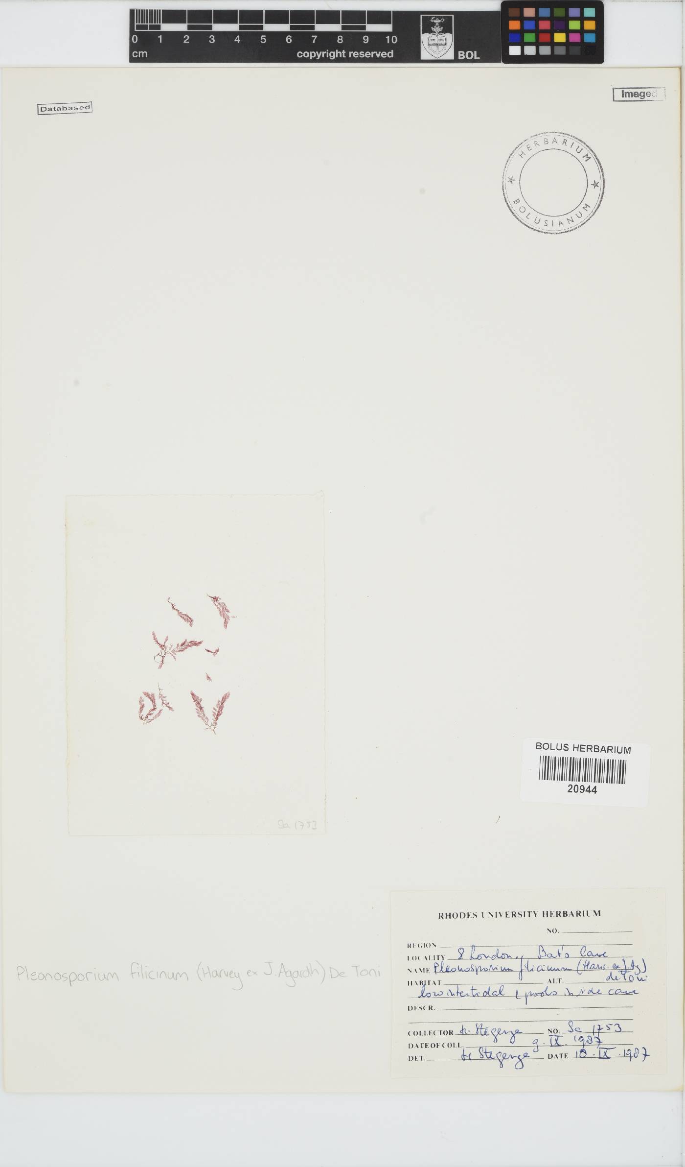 Pleonosporium filicinum image