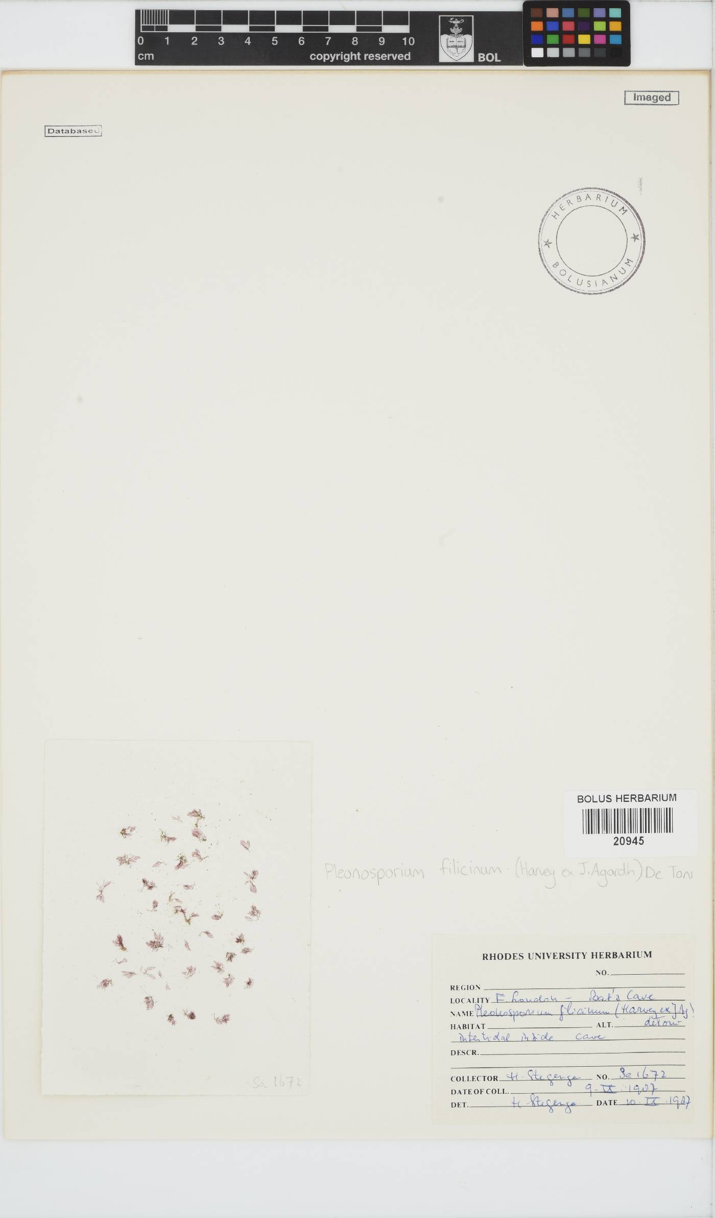 Pleonosporium filicinum image