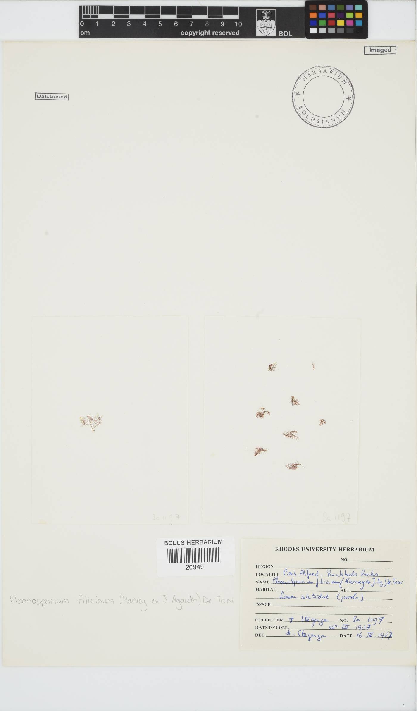 Pleonosporium image