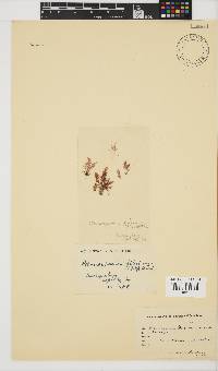 Pleonosporium filicinum image