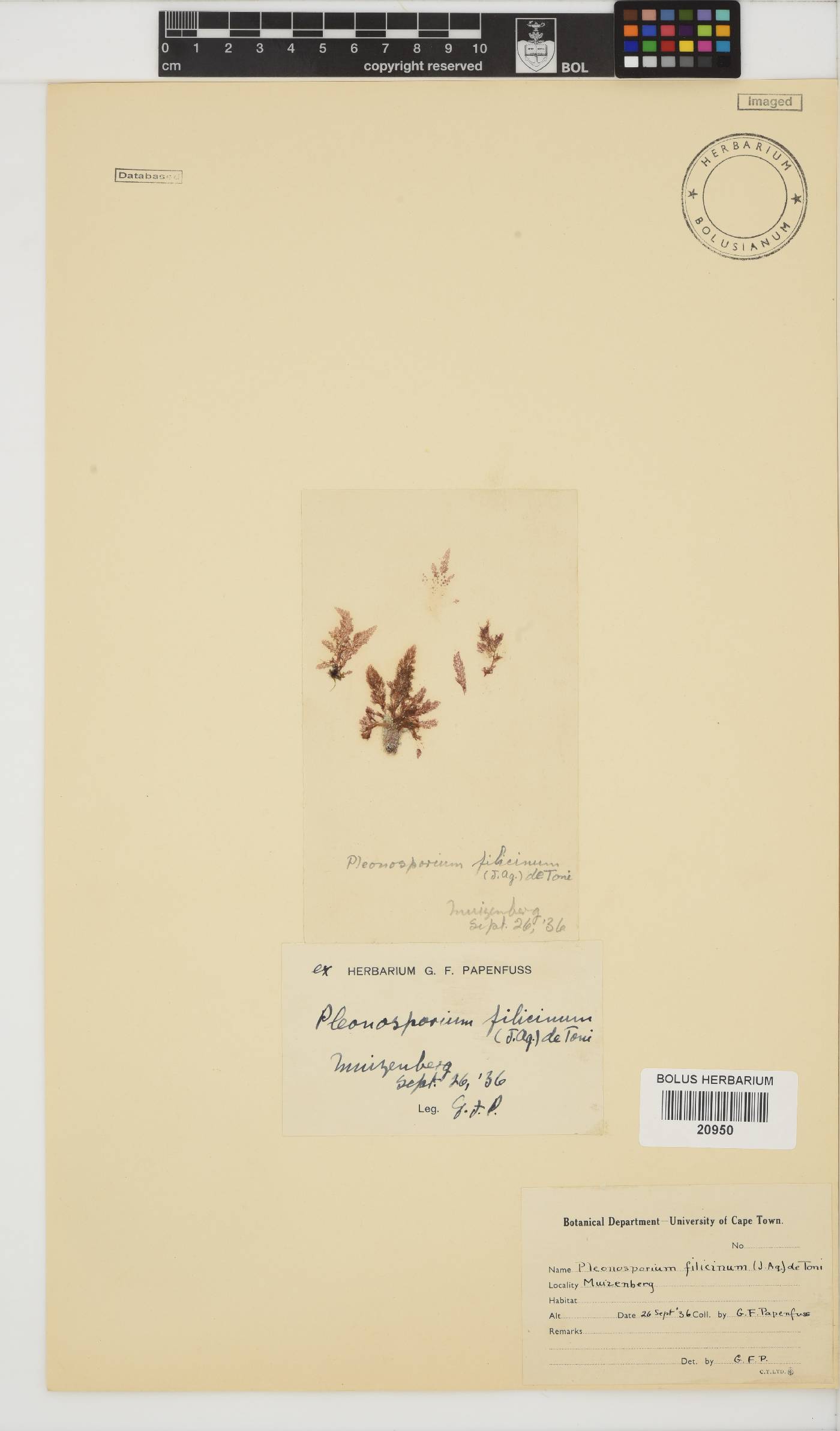 Pleonosporium filicinum image