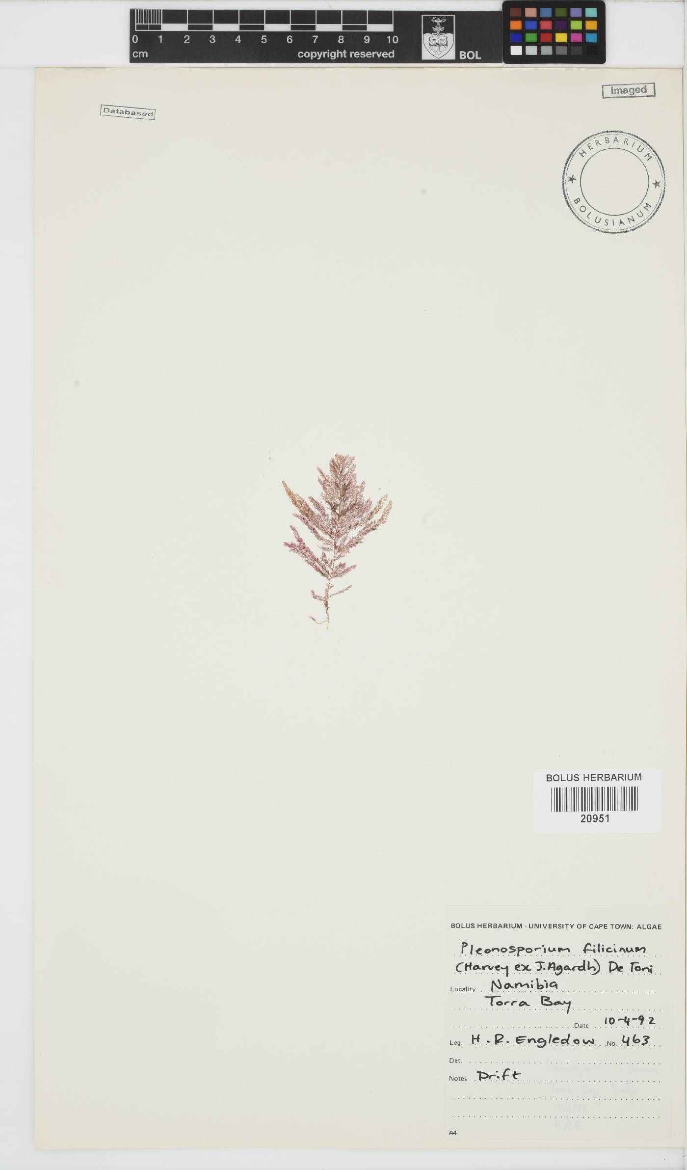 Pleonosporium image