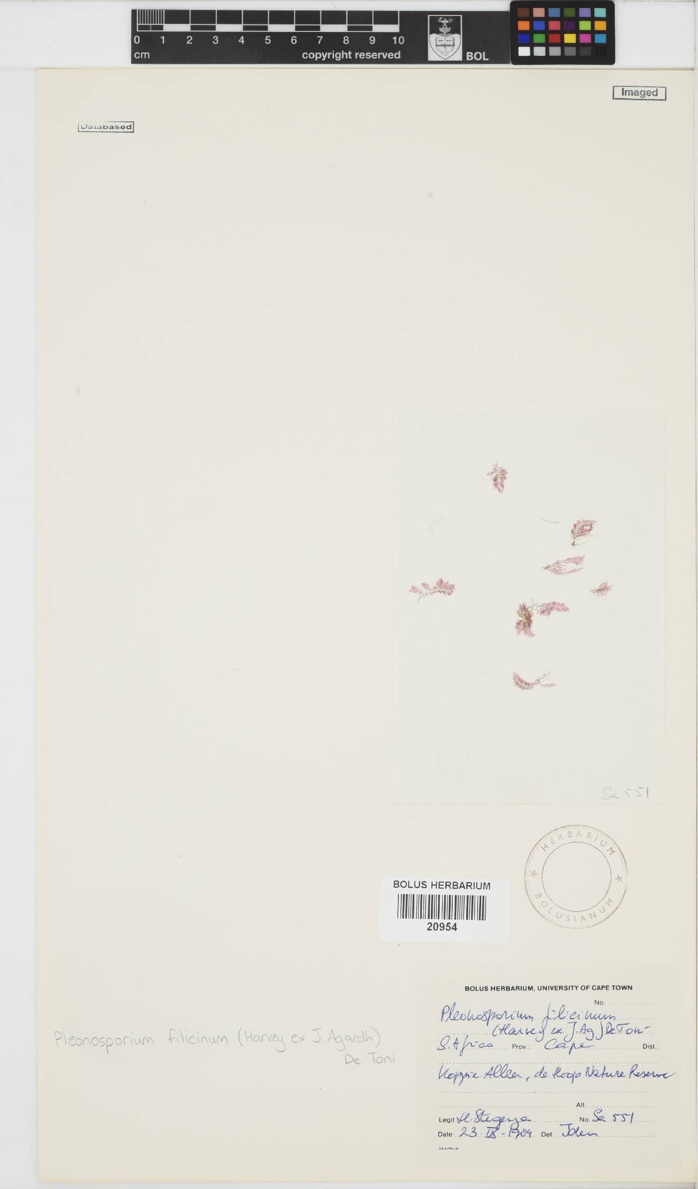 Pleonosporium filicinum image