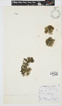 Pleonosporium harveyanum image