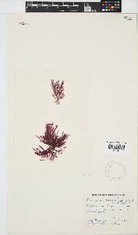Pleonosporium harveyanum image