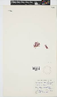 Pleonosporium harveyanum image