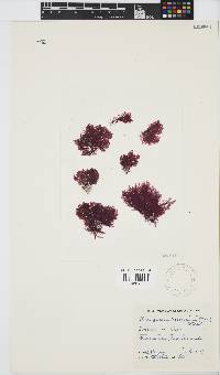 Pleonosporium harveyanum image