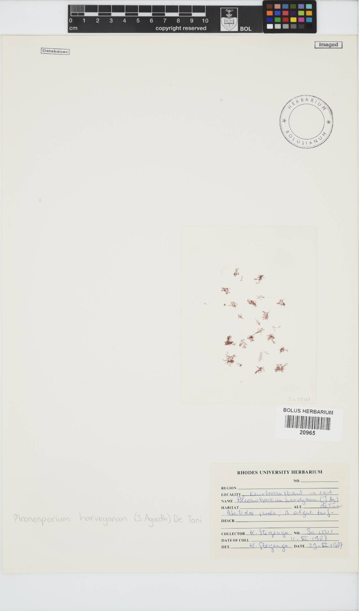 Pleonosporium harveyanum image